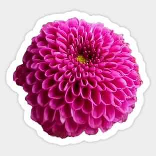 Pink Chrysanthemum Floral Photo Cutout Sticker